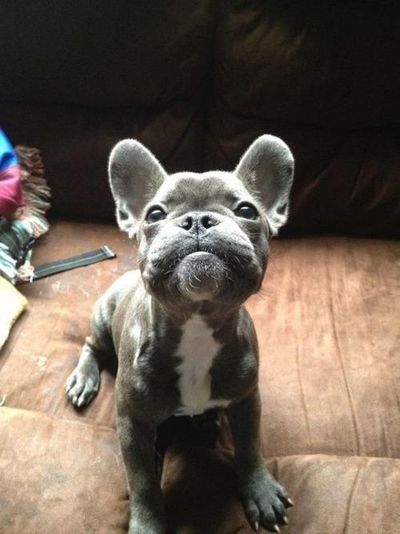 fabulous pictures: great images: French bulldog