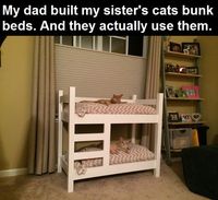 Bunk Beds For Cats cute animals cat cats adorable animal kittens pets kitten funny animals