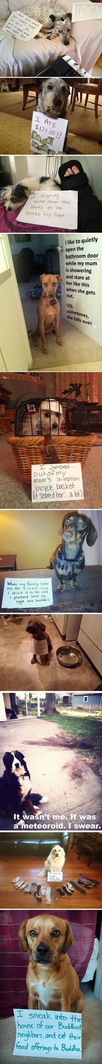 Dog shaming site --one of the joys of the Internet (Don't think any dogs were hurt in the production of these photos)