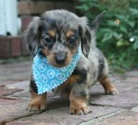 Posts Similar To Silver Dapple Piebald Mini Dachshund Puppy