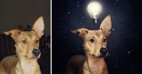 Artistas crean imágenes surrealistas con perros de refugios para ayudarles a encontrar un nuevo hogar.